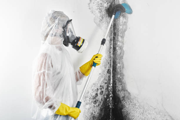 Best Mold Remediation for Healthcare Facilities  in USA